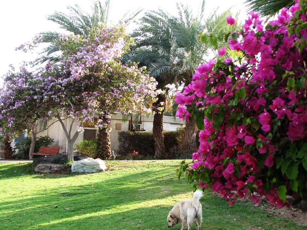 Eilot Kibbutz Country Lodging Hotel Eilat Exterior photo